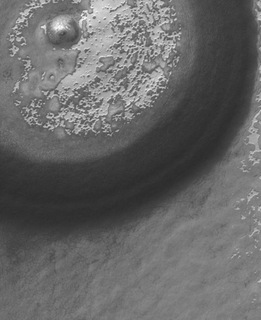 Life in a crater
