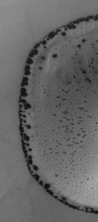 Life in a crater