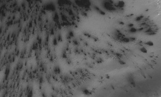sub surface branching networks