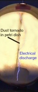 labels of petri dish expt